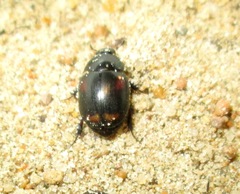 Sphaeridium scarabaeoides