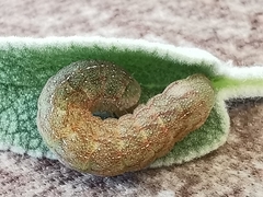 Phlogophorini