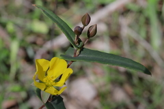 Hibbertia amplexicaulis