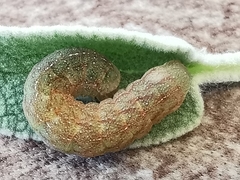 Phlogophorini