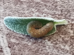 Phlogophorini