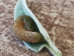 Phlogophorini