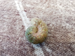 Phlogophorini