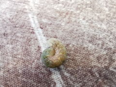 Phlogophorini