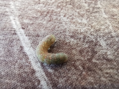 Phlogophorini