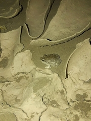 Pleurodema nebulosum