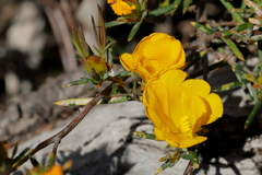 Hibbertia aurea