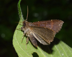 Facidia vacillans