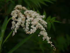 Sorbaria tomentosa