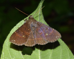 Facidia vacillans