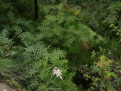 Sorbaria tomentosa