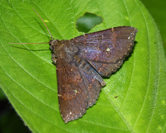Facidia vacillans