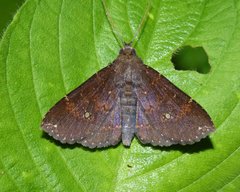 Facidia vacillans
