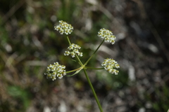 Carum caucasicum