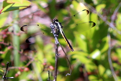 Libellula vibrans