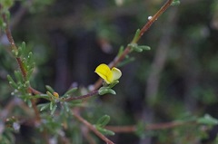 Aspalathus florulenta