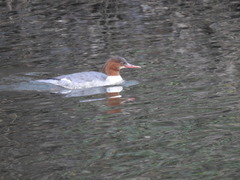 Mergus merganser