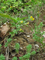 Lotus angustissimus