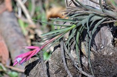 Tillandsia tenuifolia