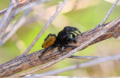 Phidippus texanus