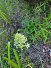 Melanthieae