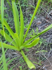 Melanthieae