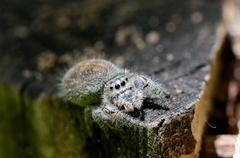 Phidippus princeps