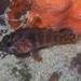 Dwarf Cardinalfish - Photo (c) Ewout Knoester, some rights reserved (CC BY-NC), uploaded by Ewout Knoester