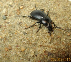 Carabus convexus