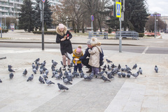 Columba livia