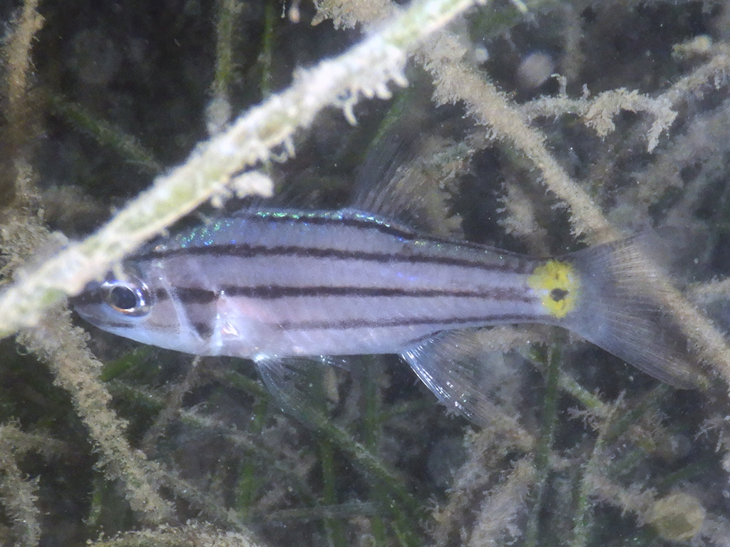 Five-lined Cardinalfish