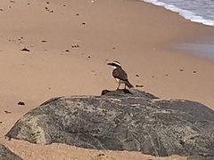 Pitangus sulphuratus