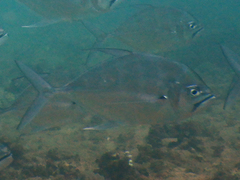 Atropus mentalis