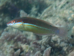Coris caudimacula