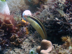 Aspidontus dussumieri