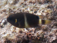 Chrysiptera brownriggii