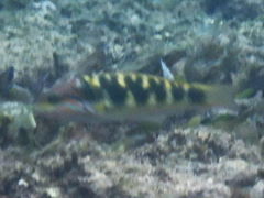 Thalassoma