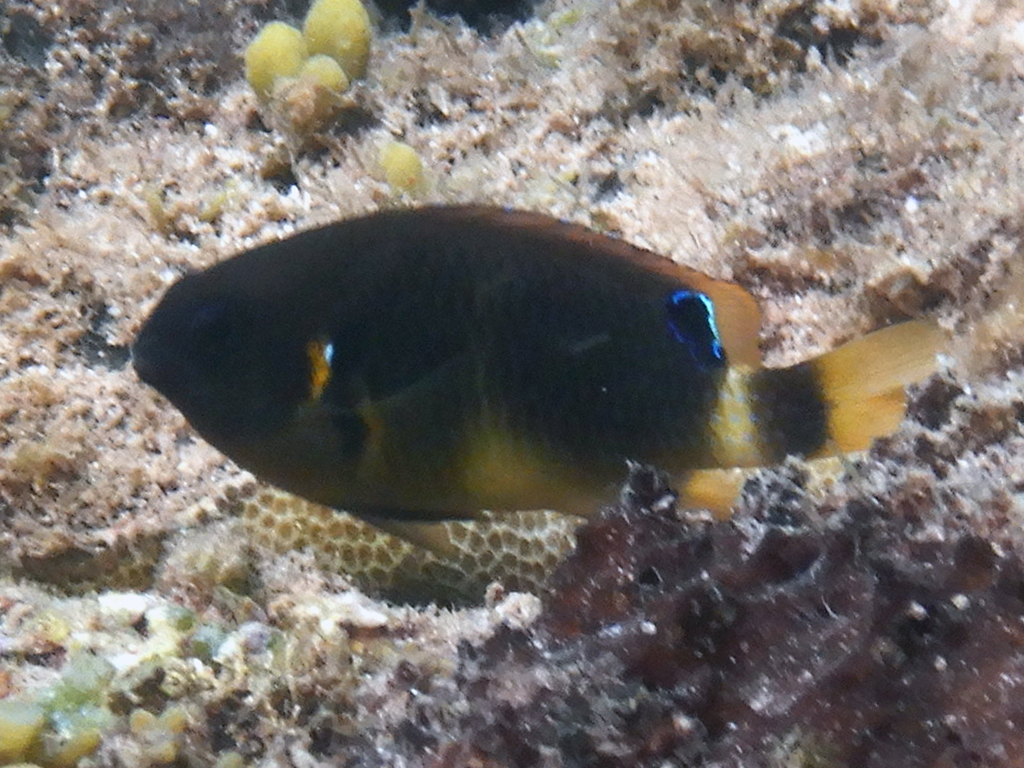 Blueribbon Damsel