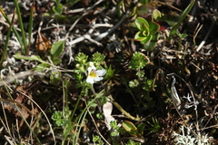 Euphrasia alboffii