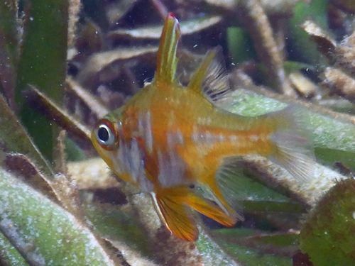 Blackfoot cardinalfish (Ostorhinchus nigripes) — Apogonidae — 4