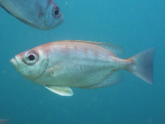 Priacanthidae