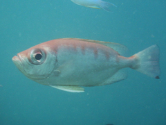 Priacanthidae
