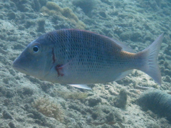 Lethrinus mahsena