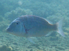 Lethrinus mahsena