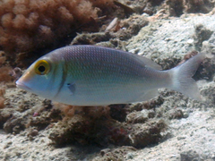 Lethrinus borbonicus