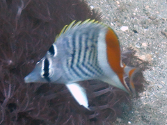 Chaetodon madagaskariensis