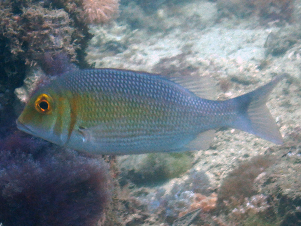 Snubnose Emperor