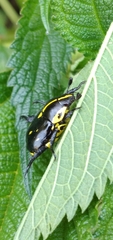 Rutela lineola