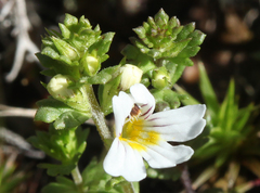Euphrasia alboffii