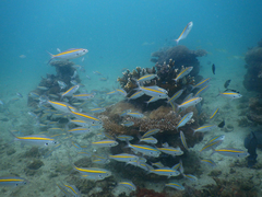 Caesio xanthalytos